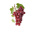 Early Flame seedless Grapes