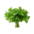 Mint leaves